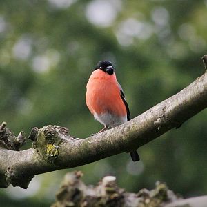 Bull Finch (Goudvink)