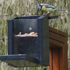 Eurasian Blue Tit