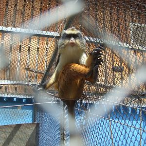 Wolf's mona monkey (Cercopithecus wolfi)
