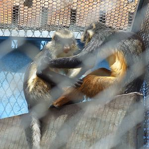 Wolf's mona monkey (Cercopithecus wolfi)