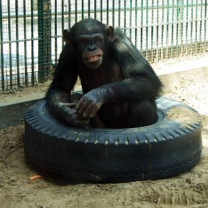 Chimpanzee