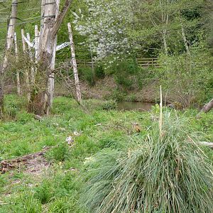 Orangutan Island, Then and Now, May 2015