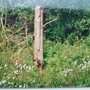 Orangutan Island, Then and Now, June 2006