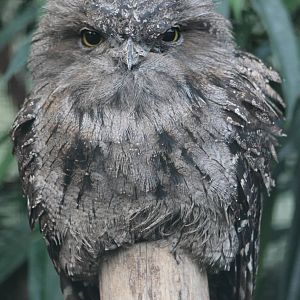 Tawny frogmouth