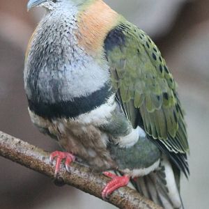 Superb fruitdove