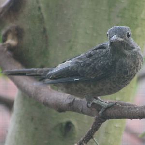 Spangled cotinga female