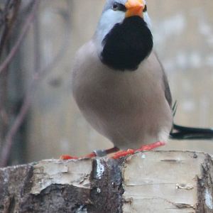 Long-tailed finch