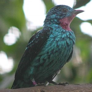 Spangled cotinga male