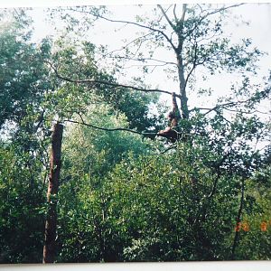 Orangutan Island, August 2002