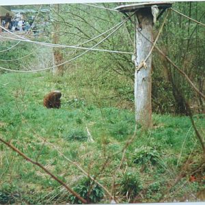 Orangutan Island, April 1999