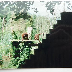 Orangutan Island, May 2002