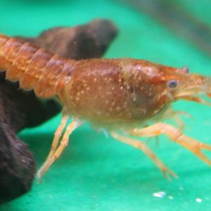 Red crayfish ID