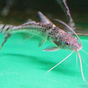 Pimelodus pictus
