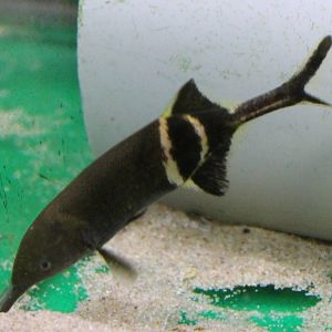 Trunk fish Gnathonemus petersii