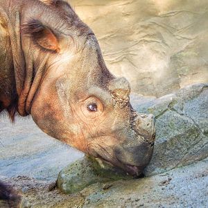 May. 2015 - Wildlife Canyon - Harapan