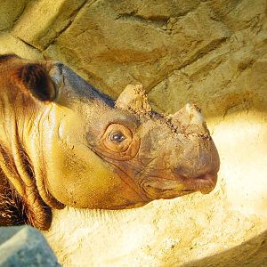 May. 2015 - Wildlife Canyon - Harapan