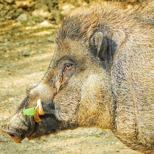 May. 2015 - Wildlife Canyon - Visayan Warty Pig