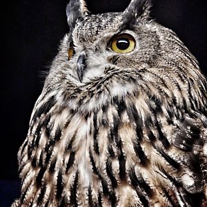 May. 2015 - Night Hunters - Eurasian Eagle Owl