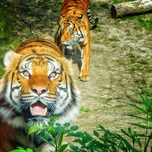 May. 2015 - Cat Canyon - Taj + Who Dey