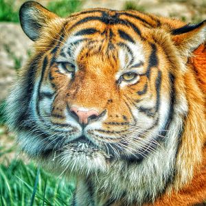 May. 2015 - Cat Canyon - Malayan Tiger