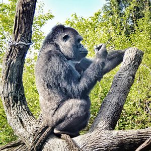 May. 2015 - Gorilla World - Mara