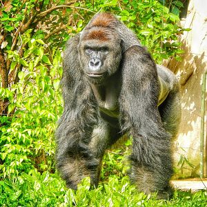 May. 2015 - Gorilla World - Harambe (New Silverback)
