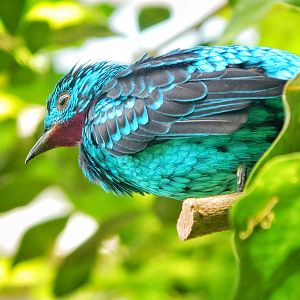 May. 2015 - World of the Insect - Spangled Cotinga