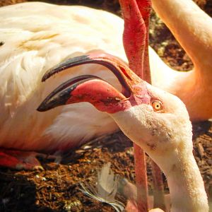 May. 2015 - Rhino Reserve - Greater Flamingo