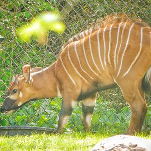 May. 2015 - Rhino Reserve - Sukari - Baby Eastern Bongo