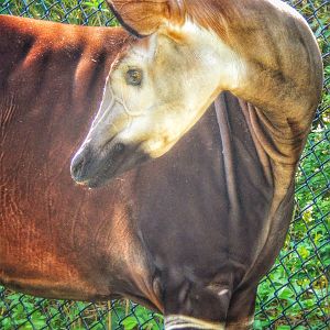 May. 2015 - Rhino Reserve - Kuvua
