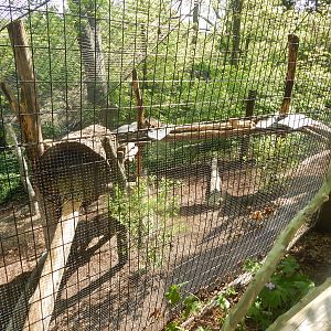 May. 2015 - Wolf Woods - Grey Fox Exhibit (New Platform Added)