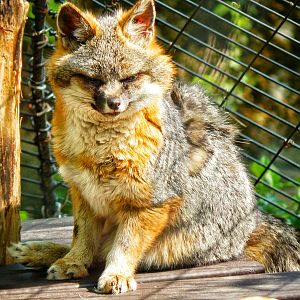 May. 2015 - Wolf Woods - Grey Fox