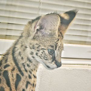 May. 2015 - Children's Zoo - Zeke - Baby Serval