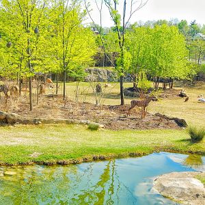 May. 2015 - Africa - 8 Species (10 Will Be in the Summer)