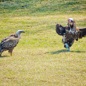 May. 2015 - Africa - Ruppell's Vulture + Lappet-faced Vulture