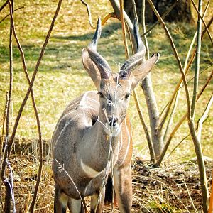 May. 2015 - Africa - Lesser Kudu (New Species 2015)