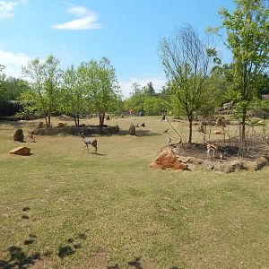 May. 2015 - Africa - African Plains Exhibit 8 Species (10 Will Be in the Su