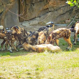 May. 2015 - Africa - Attacking Daddy