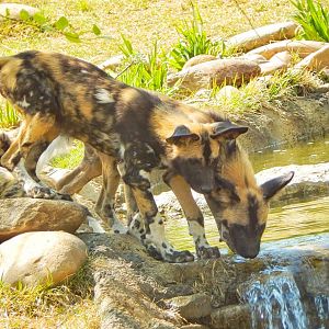 May. 2015 - Africa - African Painted Dog Pups