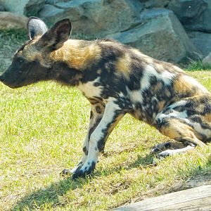 May. 2015 - Africa - African Painted Dog Pup