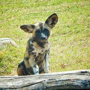 May. 2015 - Africa - African Painted Dog Pup