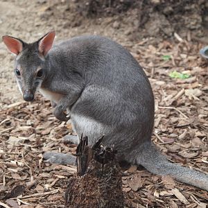 Dusky Pademelon