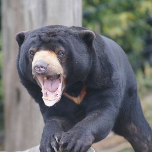 Sun bear