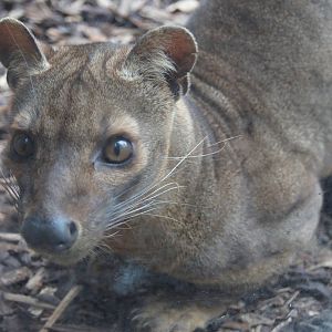 Fossa