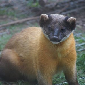 Yellow-throated marten