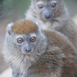 Sambrino gentle lemur