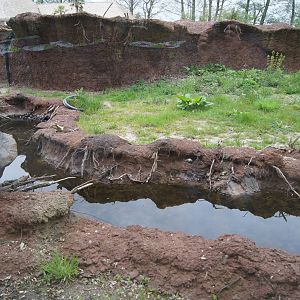 Future bush dog exhibit