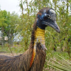 Juvenile single wattled cassowary