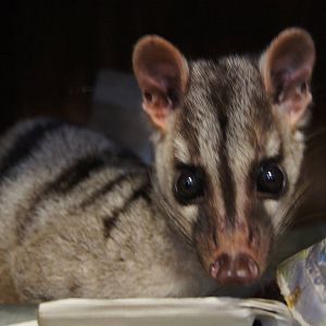 Banded palm civet