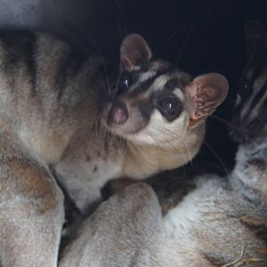Banded palm civet